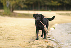 schwarzer Labrador Retriever