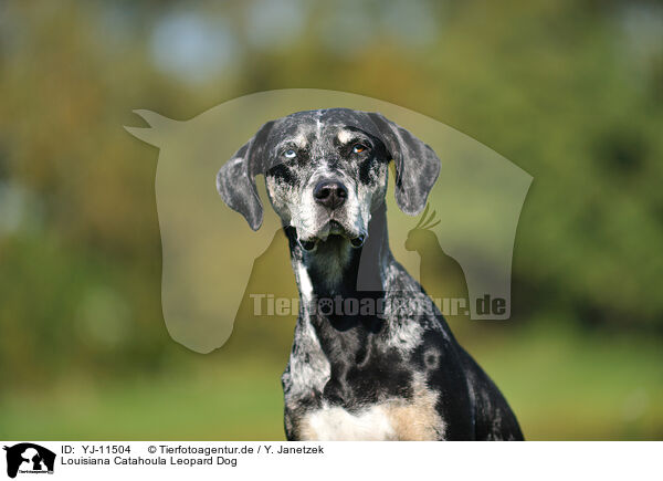 Louisiana Catahoula Leopard Dog / Louisiana Catahoula Leopard Dog / YJ-11504