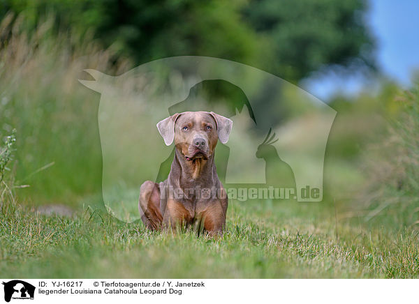 liegender Louisiana Catahoula Leopard Dog / lying Louisiana Catahoula Leopard Dog / YJ-16217