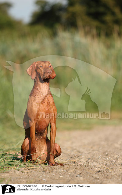 sitzender Kurzhaarvizsla / sitting shorthaired Magyar Vizsla / DG-07880