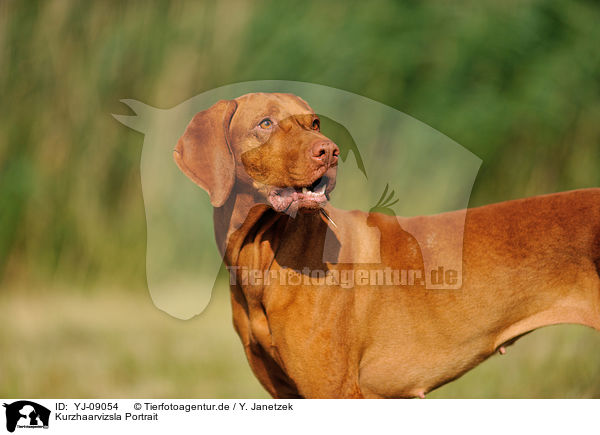 Kurzhaarvizsla Portrait / shorthaired Magyar Vizsla portrait / YJ-09054