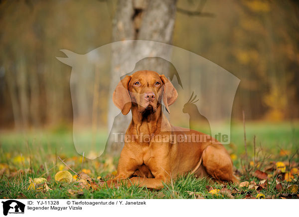 liegender Magyar Vizsla / lying Magyar Vizsla / YJ-11328