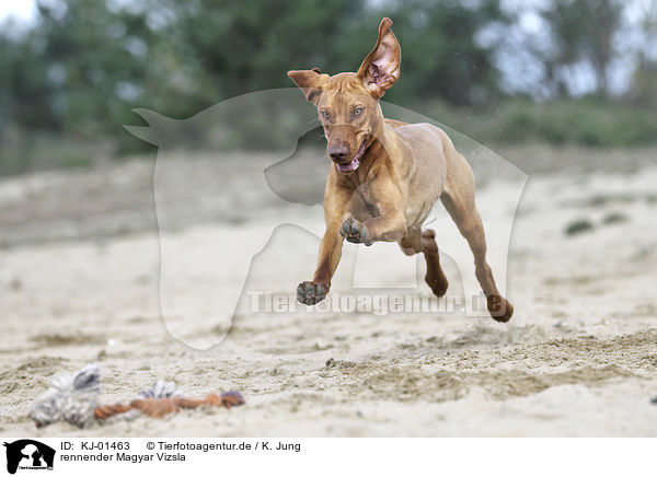 rennender Magyar Vizsla / running Magyar Vizsla / KJ-01463