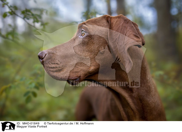 Magyar Vizsla Portrait / Magyar Vizsla Portrait / MHO-01849