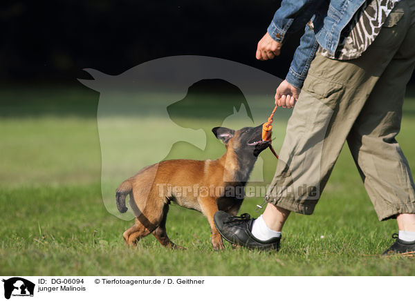 junger Malinois / young Malinois / DG-06094