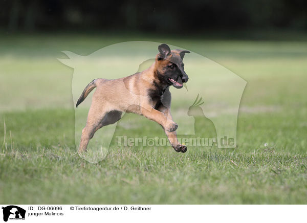 junger Malinois / young Malinois / DG-06096