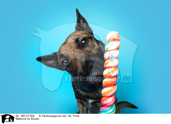 Malinois im Studio / Malinois in studio / MT-01769