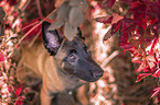 sitzender Malinois Welpe