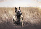 Malinois