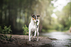 Parson-Russell-Terrier-Mischling