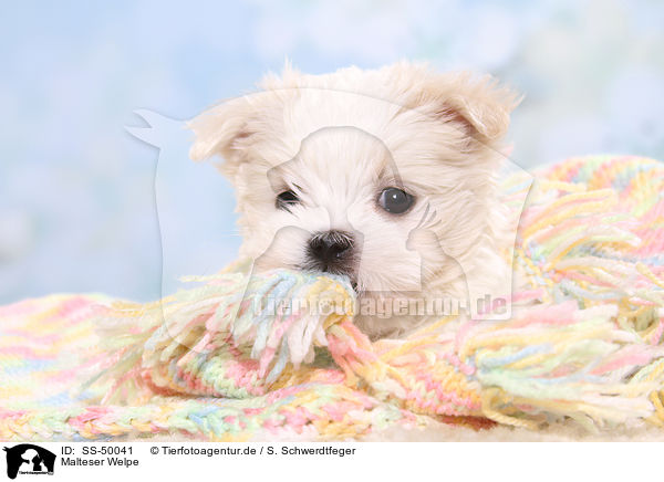 Malteser Welpe / Maltese Puppy / SS-50041
