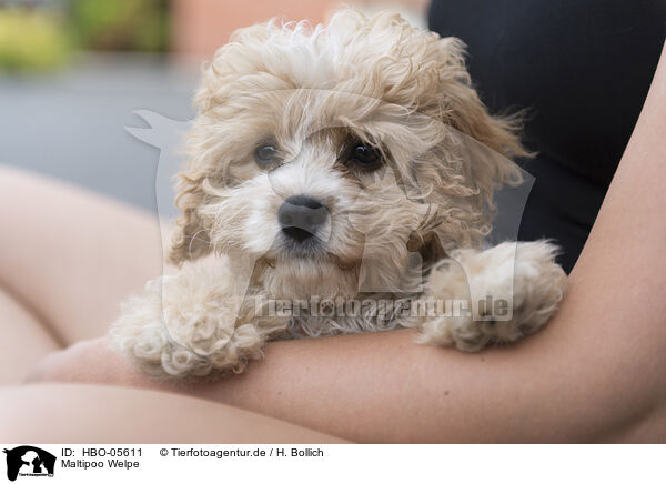 Maltipoo Welpe / Maltipoo Puppy / HBO-05611