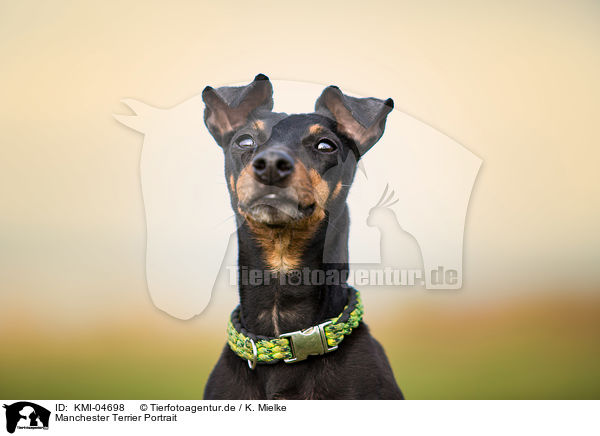 Manchester Terrier Portrait / Manchester Terrier Portrait / KMI-04698