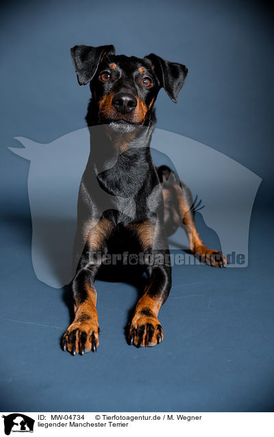 liegender Manchester Terrier / lying Manchester Terrier / MW-04734