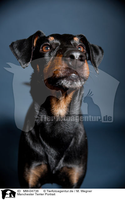 Manchester Terrier Portrait / Manchester Terrier Portrait / MW-04736