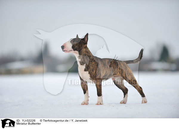 Miniatur Bullterrier / Miniature Bullterrier / YJ-02226
