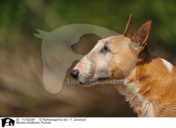 Miniatur Bullterrier Portrait / Miniature Bullterrier Portrait / YJ-03294