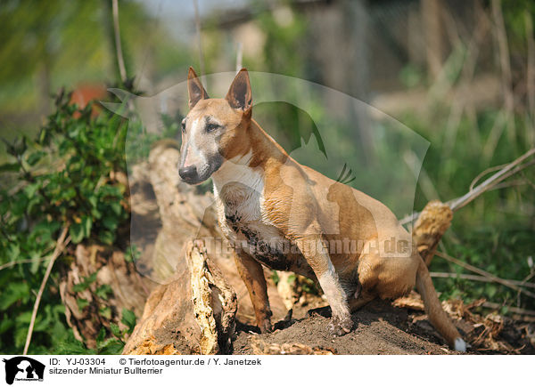 sitzender Miniatur Bullterrier / sitting Miniature Bullterrier / YJ-03304