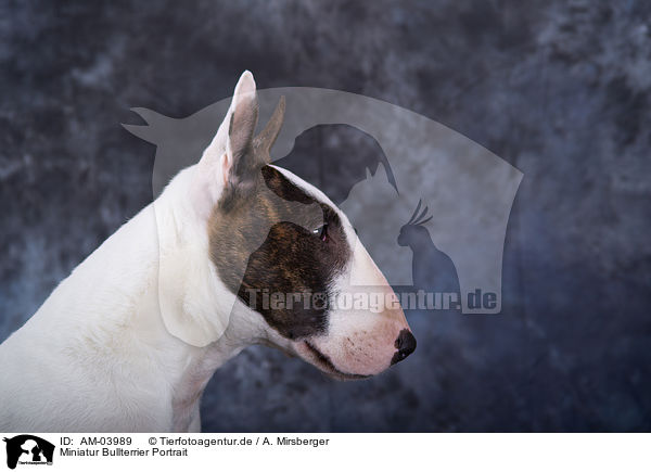 Miniatur Bullterrier Portrait / Miniature Bullterrier Portrait / AM-03989