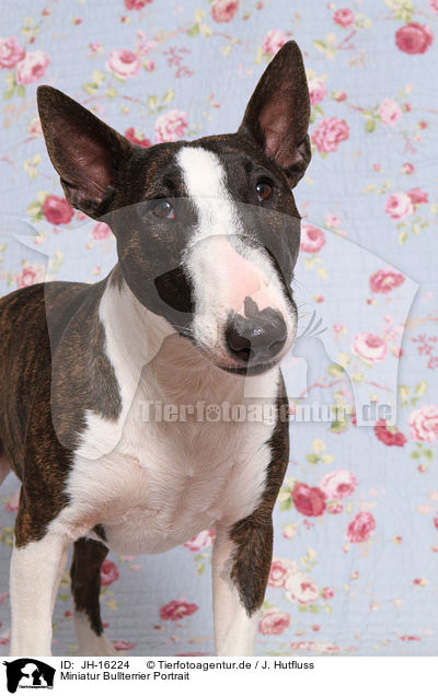 Miniatur Bullterrier Portrait / Miniature Bullterrier portrait / JH-16224