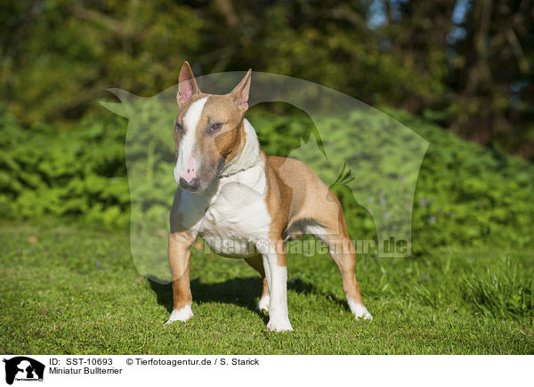 Miniatur Bullterrier / Miniature Bullterrier / SST-10693