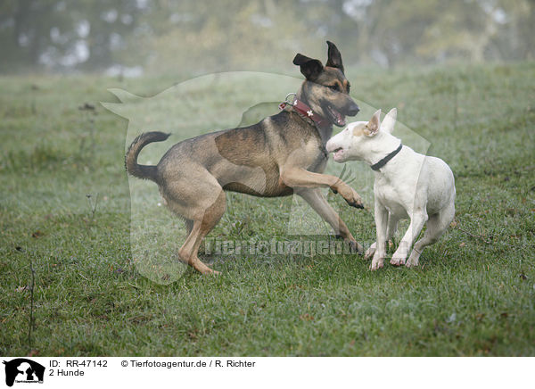 2 Hunde / 2 dogs / RR-47142
