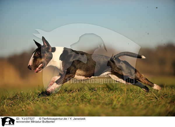 rennender Miniatur Bullterrier / running Miniature Bullterrier / YJ-07527