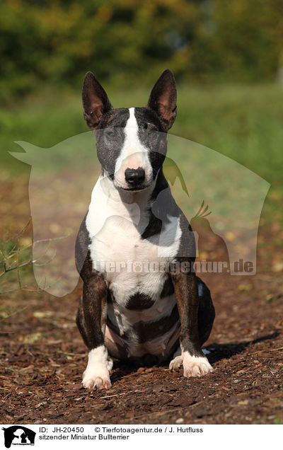 sitzender Miniatur Bullterrier / sitting Miniature Bullterrier / JH-20450