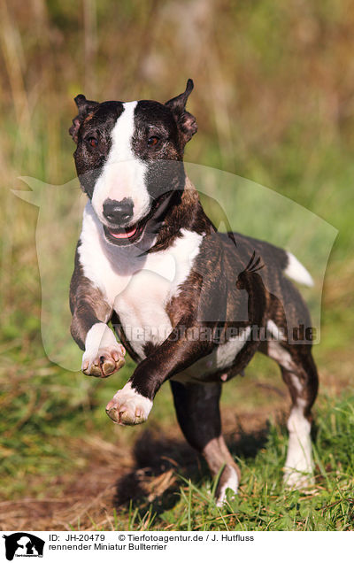rennender Miniatur Bullterrier / running Miniature Bullterrier / JH-20479