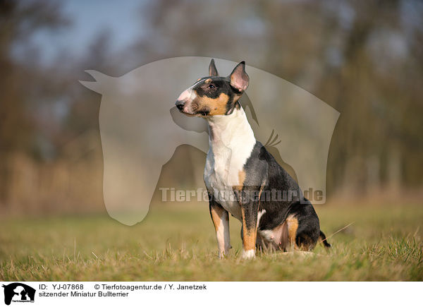 sitzender Miniatur Bullterrier / sitting Miniature Bullterrier / YJ-07868