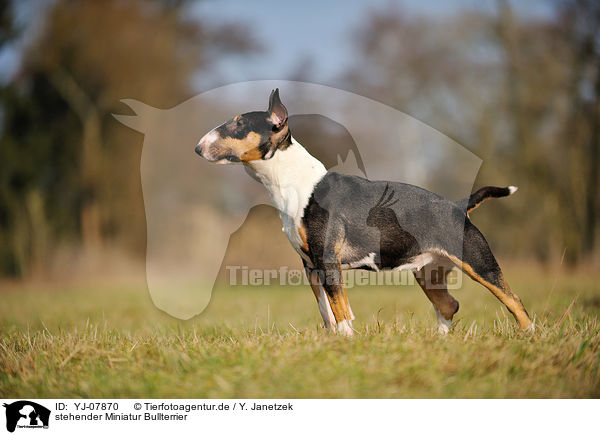 stehender Miniatur Bullterrier / standing Miniature Bullterrier / YJ-07870