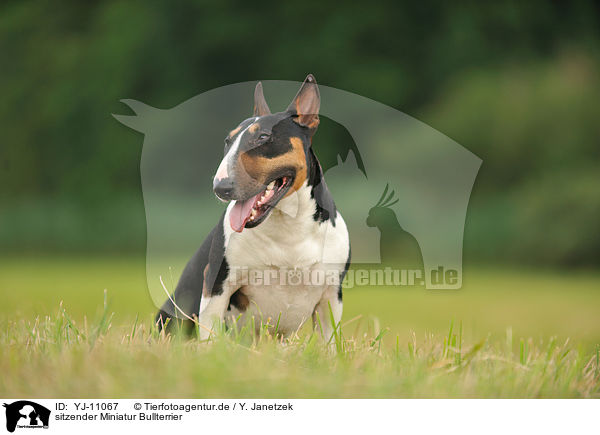 sitzender Miniatur Bullterrier / sitting Miniatur Bullterrier / YJ-11067