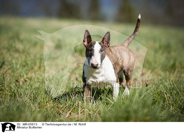 Miniatur Bullterrier / Miniature Bull Terrier / MR-05613