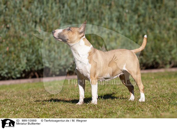 Miniatur Bullterrier / Miniature Bullterrier / MW-10989