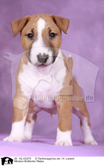 Miniatur Bullterrier Welpe / Miniature Bull Terrier Puppy / HL-03275