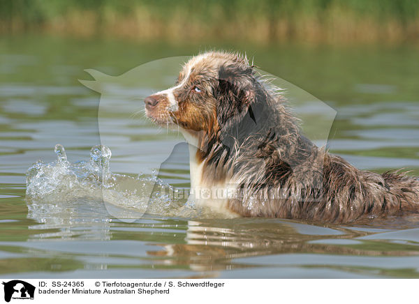 badender Miniature Australian Shepherd / bathing Miniature Australian Shepherd / SS-24365