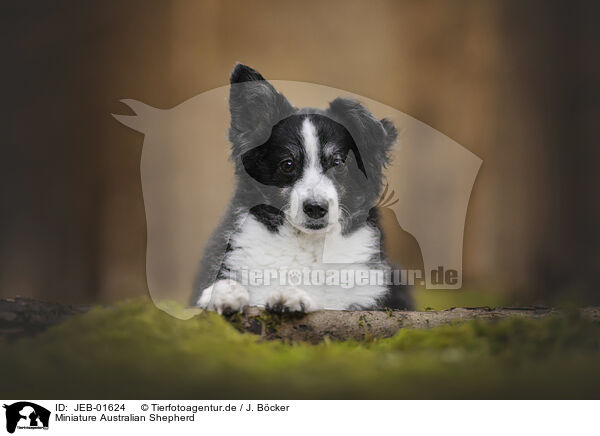 Miniature Australian Shepherd / Miniature Australian Shepherd / JEB-01624