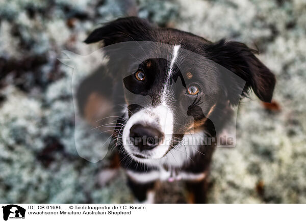 erwachsener Miniature Australian Shepherd / adult Miniature Australian Shepherd / CB-01686
