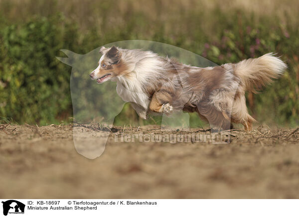 Miniature Australian Shepherd / Miniature Australian Shepherd / KB-18697