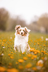 Miniature Australian Shepherd