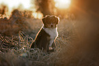 Miniature Australian Shepherd Welpe