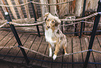 Miniature Australian Shepherd