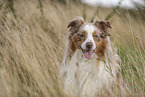 Miniature Australian Shepherd