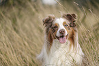 Miniature Australian Shepherd