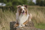 Miniature Australian Shepherd