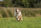 Miniature Australian Shepherd