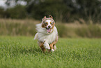 Miniature Australian Shepherd