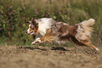 Miniature Australian Shepherd
