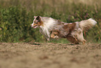 Miniature Australian Shepherd