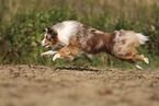 Miniature Australian Shepherd